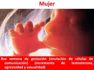 Mujer

8va semana de gestación (anulación de células de
comunicación)
(incremento
de
testosterona,
agresividad y sexualidad)

 