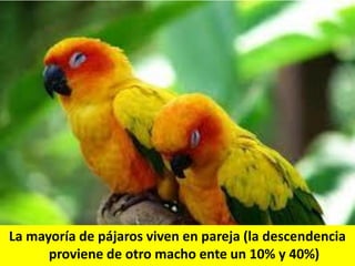 La mayoría de pájaros viven en pareja (la descendencia
proviene de otro macho ente un 10% y 40%)

 