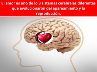 El amor es uno de lo 3 sistemas cerebrales diferentes
que evolucionaron del apareamiento y la
reproducción.

 