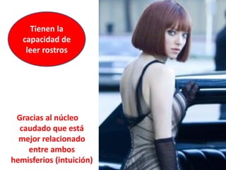 Tienen la
capacidad de
leer rostros

Gracias al núcleo
caudado que está
mejor relacionado
entre ambos
hemisferios (intuición)

 