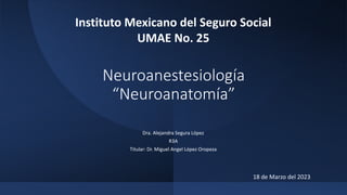 Neuroanestesiología
“Neuroanatomía”
Dra. Alejandra Segura López
R3A
Titular: Dr. Miguel Angel López Oropeza
Instituto Mexicano del Seguro Social
UMAE No. 25
18 de Marzo del 2023
 