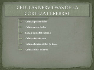 Células piramidales
Células estrelladas
Capa piramidal externa
Células fusiformes
Células horizontales de Cajal
Células de Marinotti
 