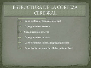 Capa molecular (capa plexiforme)
Capa granulosa externa
Capa piramidal externa
Capa granulosa interna
Capa piramidal interna (capa ganglionar)
Capa fusiforme (capa de células polimórficas)
 