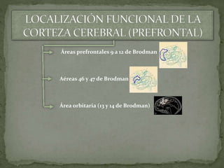 Áreas prefrontales 9 a 12 de Brodman
Aéreas 46 y 47 de Brodman
Área orbitaria (13 y 14 de Brodman)
 