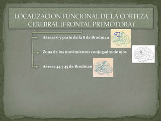 Aéreas 6 y parte de la 8 de Brodman
Zona de los movimientos conjugados de ojos
Aéreas 44 y 45 de Brodman
 