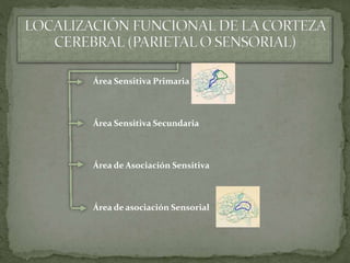 Área Sensitiva Primaria
Área Sensitiva Secundaria
Área de Asociación Sensitiva
Área de asociación Sensorial
 