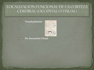 Visual primaria
De Asociación Visual
 