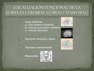 Áreas Auditivas:
a) Área Auditiva Primaria
b) Área de Asociación Auditiva
c) Área de Wernicke
Neocórtex Posterior y Basal
Neocórtex Anterolateral
Rinencéfalo
 