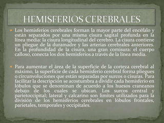  Los hemisferios cerebrales forman la mayor parte del encéfalo y
están separados por una misma cisura sagital profunda en la
línea media: la cisura longitudinal del cerebro. La cisura contiene
un pliegue de la duramadre y las arterias cerebrales anteriores.
En la profundidad de la cisura, una gran comisura: el cuerpo
calloso, conecta los dos hemisferios a través de la línea media.
 Para aumentar el área de la superficie de la corteza cerebral al
máximo, la superficie de cada hemisferio cerebral forma pliegues
o circunvoluciones que están separadas por surcos o cisuras. Para
facilitar la descripción se acostumbra a dividir cada hemisferio en
lóbulos que se denominan de acuerdo a los huesos craneanos
debajo de los cuales se ubican. Los surcos central y
parietoccipital; lateral y calcarino son limites utilizados para la
división de los hemisferios cerebrales en lóbulos frontales,
parietales, temporales y occipitales.
 