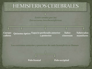 Están unidos por las
Estructuras interhemisféricas
Cuerpo
calloso
Quiasma óptico Espacio perforado anterior
y posterior
Tuber
cinereum
Tubérculos
mamilares
Los extremos anterior y posterior de cada hemisferio se llaman
Polo frontal Polo occipital
 