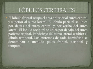  El lóbulo frontal ocupa el área anterior al surco central
y superior al surco lateral. El lóbulo parietal se ubica
por detrás del surco central y por arriba del surco
lateral. El lóbulo occipital se ubica por debajo del surco
parietooccipital. Por debajo del surco lateral se ubica el
lóbulo temporal. Los extremos de cada hemisferio se
denominan a menudo polos frontal, occipital y
temporal.
 