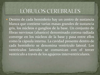  Dentro de cada hemisferio hay un centro de sustancia
blanca que contiene varias masas grandes de sustancia
gris, los núcleos o ganglios de la base. Un conjunto de
fibras nerviosas (abanico) denominado corona radiada
converge en los núcleos de la base y pasa entre ellos
como la cápsula interna. La cavidad presente dentro de
cada hemisferio se denomina ventrículo lateral. Los
ventrículos laterales se comunican con el tercer
ventrículo a través de los agujeros interventriculares.
 