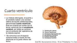 Cuarto ventrículo
• La médula oblongada, el puente y
el cerebelo rodean una cavidad
rellena de líquido cefalorraquídeo,
denominada cuarto ventrículo.
Éste se conecta por arriba con el
tercer ventrículo por el acueducto
cerebral; por abajo se continúa
con el conducto del epéndimo de
la médula espinal.
• Se comunica con el espacio
subaracnoideo a través de tres
aberturas en la parte inferior del
techo. Snell RS. Neuroanatomía Clínica . 7th ed. Philadelphia: F. A. Davi
 