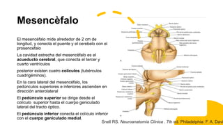 Mesencèfalo
El mesencéfalo mide alrededor de 2 cm de
longitud, y conecta el puente y el cerebelo con el
prosencéfalo
La cavidad estrecha del mesencèfalo es el
acueducto cerebral, que conecta el tercer y
cuarto ventrículos
posterior existen cuatro colículos (tubérculos
cuadrigéminos).
En la cara lateral del mesencéfalo, los
pedúnculos superiores e inferiores ascienden en
dirección anterolateral
El pedúnculo superior se dirige desde el
colículo superior hasta el cuerpo geniculado
lateral del tracto óptico.
El pedúnculo inferior conecta el colículo inferior
con el cuerpo geniculado medial.
Snell RS. Neuroanatomía Clínica . 7th ed. Philadelphia: F. A. Davi
 