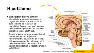 Hipotálamo
• El hipotálamo forma parte del
diencéfalo, y se extiende desde la
región del quiasma óptico hasta el
borde caudal de los cuerpos
mamilares. Se encuentra por debajo
del surco del hipotálamo en la pared
lateral del tercer ventrículo.
• Desde el punto de vista anatómico, el
hipotálamo es una superficie
relativamente pequeña del encéfalo,
estratégicamente bien situada, cerca
del sistema límbico, el tálamo, los
tractos ascendentes y descendentes, y
la hipófisis.
Snell RS. Neuroanatomía Clínica . 7th ed. Philadelphia: F. A. Davi
 