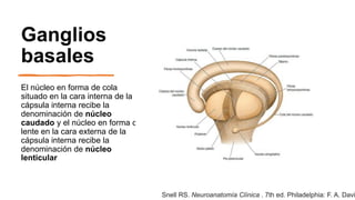 Ganglios
basales
El núcleo en forma de cola
situado en la cara interna de la
cápsula interna recibe la
denominación de núcleo
caudado y el núcleo en forma de
lente en la cara externa de la
cápsula interna recibe la
denominación de núcleo
lenticular
Snell RS. Neuroanatomía Clínica . 7th ed. Philadelphia: F. A. Davi
 