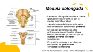 Médula oblongada
• La médula oblongada conecta el puente
(protuberancia) por arriba y con la
médula espinal por abajo
• . A cada lado de la fisura media existe
una tumefacción denominada pirámide
• En posición posterolateral a las
pirámides se encuentran las olivas,
elevaciones ovales producidas por los
núcleos olivares inferiores
subyacentes.
• En posición posterior a las olivas se
encuentran los pedúnculos
cerebelosos inferiores
Snell RS. Neuroanatomía Clínica . 7th ed. Philadelphia: F. A. Davi
 
