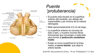 Puente
(protuberancia)
• El puente está situado en la superficie
anterior del cerebelo, por debajo del
mesencéfalo y por encima de la médula
oblongada.
• Mide aproximadamente 2,5 cm de largo,
• La superficie anterior es convexa de
lado a lado, y muestra muchas fibras
transversas que convergen a cada lado
para formar el pedúnculo cerebeloso
medio
• Existe un surco superficial en la línea
media, el surco basilar, que aloja la
arteria basilar.
Snell RS. Neuroanatomía Clínica . 7th ed. Philadelphia: F. A. Davi
 