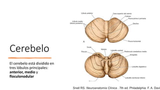 Cerebelo
El cerebelo está dividido en
tres lóbulos principales:
anterior, medio y
floculonodular
Snell RS. Neuroanatomía Clínica . 7th ed. Philadelphia: F. A. Davi
 