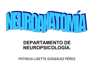 DEPARTAMENTO DE
NEUROPSICOLOGÍA.
PATRICIA LIZETTE GONZÁLEZ PÉREZ
 