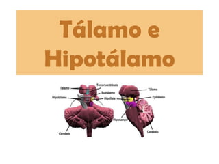 Tálamo e Hipotálamo