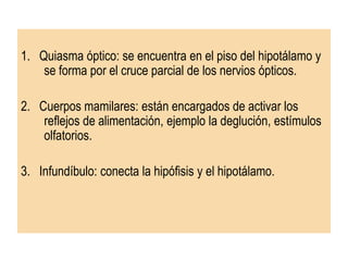 Hipotálamo         Se encuentra ubicado debajo del Tálamo                   Sus limites están constituidos por:Superior                Piso del tercer ventrículoAnterior                Quiasma ópticoPosterior               Línea imaginaria entre los cuerpos                                     mamilares y la comisura posterior                                     del cerebro