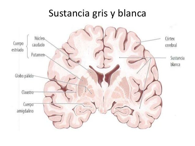 Neuroanatomía de corteza cerebral
