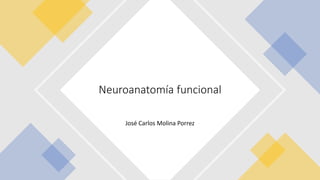 José Carlos Molina Porrez
Neuroanatomía funcional
 