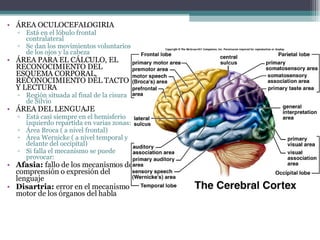ÁREA OCULOCEFALOGIRIA Está en el lóbulo frontal contralateral Se dan los movimientos voluntarios de los ojos y la cabeza ÁREA PARA EL CÁLCULO, EL RECONOCIMIENTO DEL ESQUEMA CORPORAL, RECONOCIMIENTO DEL TACTO Y LECTURA Región situada al final de la cisura de Silvio ÁREA DEL LENGUAJE Está casi siempre en el hemisferio izquierdo repartida en varias zonas: Área Broca ( a nivel frontal) Área Wernicke ( a nivel temporal y delante del occipital) Si falla el mecanismo se puede provocar: Afasia:  fallo de los mecanismos de comprensión o expresión del lenguaje Disartria:  error en el mecanismo motor de los órganos del habla 