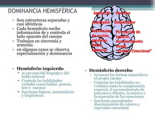 DOMINANCIA HEMISFÉRICA Son estructuras separadas y casi idénticos Cada hemisferio recibe información de y controla el lado opuesto del cuerpo Trabajan en sincronía y armonía  en algunos casos se observa especialización y dominancia Hemisferio izquierdo se encarga del lenguaje y del habla manual Controla las habilidades verbales como hablar, pensar, leer y  razonar funciones lógicas, matemáticas y lingüísticas Hemisferio derecho reconoce las formas espaciales y el propio cuerpo Controla las habilidades no verbales como la comprensión espacial, el reconocimiento de patrones y dibujos, la música y la expresión de las emociones funciones perceptuales discriminación de colores y expresión emocional 