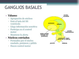 GANGLIOS BASALES Tálamo Agrupación de núcleos Está al lado del III ventrículo Llega información sensitiva Participa en el control motor Mantiene la alerta Núcleos estriados Formados por el núcleo caudado, putámen y pálido Hacen control motor 