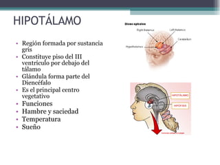 HIPOTÁLAMO Región formada por sustancia gris Constituye piso del III ventrículo por debajo del tálamo Glándula forma parte del Diencéfalo Es el principal centro vegetativo Funciones  Hambre y saciedad Temperatura Sueño 