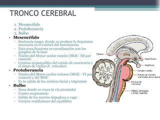TRONCO CEREBRAL Mesencéfalo Protuberancia Bulbo Mesencéfalo Sustancia negra, donde se produce la dopamina necesaria en el control del movimiento Esta zona funciona en coordinación con los ganglios de la base Núcleo del  Motor ocular común ( MOC -III par craneal) Centros responsables del estado de conciencia y el ritmo de vigilia (F. reticular) Protuberancia Núcleo del  Motor ocular externo ( MOE - VI par craneal) y del MOC Es la salida de los núcleos facial y trigémino Bulbo Zona donde se cruza la vía piramidal Centro respiratorio Salida de los nervios hipogloso y vago Centros vestibulares del equilibrio 
