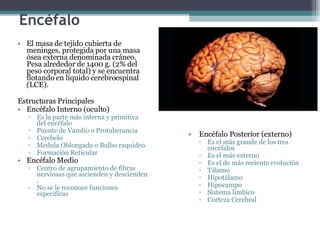 Encéfalo El masa de tejido cubierta de meninges, protegida por una masa ósea externa denominada cráneo. Pesa alrededor de 1400 g. (2% del peso corporal total) y se encuentra flotando en líquido cerebroespinal (LCE). Estructuras Principales Encéfalo Interno (oculto) Es la parte más interna y primitiva del encéfalo Puente de Varolio o Protuberancia Cerebelo Medula Oblongada o Bulbo raquideo Formación Reticular Encéfalo Medio Centro de agrupamiento de fibras nerviosas que ascienden y descienden . No se le reconoce funciones específicas Encéfalo Posterior (externo) Es el más grande de los tres encéfalos Es el más externo Es el de más reciente evolución Tálamo Hipotálamo Hipocampo Sistema límbico Corteza Cerebral 