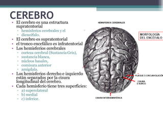 CEREBRO El cerebro es una estructura supratentorial hemisferios cerebrales y el  diencéfalo.  El cerebro es supratentorial el tronco encefálico es infratentorial Los hemisferios cerebrales  corteza cerebral (Sustancia Gris),  sustancia blanca,  núcleos basales,  comisura anterior  amígdala.  Los hemisferios derecho e izquierdo están separados por la cisura longitudinal del cerebro.  Cada hemisferio tiene tres superficies:  a) superolateral  b) medial  c) inferior.  