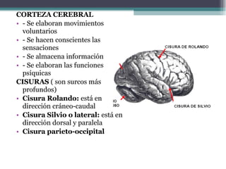 CORTEZA CEREBRAL - Se elaboran movimientos voluntarios - Se hacen conscientes las sensaciones - Se almacena información - Se elaboran las funciones psíquicas CISURAS  ( son surcos más profundos) Cisura Rolando:  está en dirección cráneo-caudal Cisura Silvio o lateral:  está en dirección dorsal y paralela Cisura parieto-occipital 