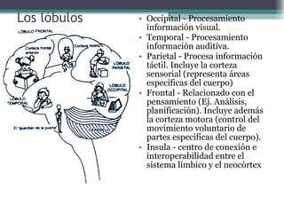 Los lóbulos Occipital - Procesamiento información visual. Temporal - Procesamiento información auditiva. Parietal - Procesa información táctil. Incluye la corteza sensorial (representa áreas específicas del cuerpo) Frontal - Relacionado con el pensamiento (Ej. Análisis, planificación). Incluye además la corteza motora (control del movimiento voluntario de partes específicas del cuerpo). Insula - centro de conexión e interoperabilidad entre el sistema límbico y el neocórtex  