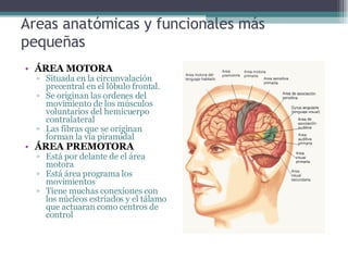 Areas anatómicas y funcionales más pequeñas ÁREA MOTORA Situada en la circunvalación precentral en el lóbulo frontal. Se originan las ordenes del movimiento de los músculos voluntarios del hemicuerpo contralateral Las fibras que se originan forman la vía piramidal ÁREA PREMOTORA Está por delante de el área motora Está área programa los movimientos Tiene muchas conexiones con los núcleos estriados y el tálamo que actuaran como centros de control 