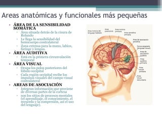Areas anatómicas y funcionales más pequeñas ÁREA DE LA SENSIBILIDAD SOMÁTICA Área situada detrás de la cisura de Rolando Le llega la sensibilidad del hemicuerpo contralateral Zona extensa para la mano, labios, faringe y lengua. ÁREA AUDITIVA Está en la primera circunvalación temporal ÁREA VISUAL Ocupa los polos posteriores del lóbulo occipital Cada región occipital recibe los impulsos visuales del campo visual contralateral AREAS DE ASOCIACIÓN Integran información que proviene de diversas partes de la corteza  son los sitios de procesos mentales (el aprendizaje, el conocimiento, el recuerdo y la compresión, así el uso del lenguaje). 