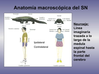 Anatomía macroscópica del SN


                       Neuroeje:
                       Línea
                       imaginaria
                       trazada a lo
                       largo de la
       Ipsilateral
                       medula
       Contralateral   espinal hasta
                       la parte
                       frontal del
                       cerebro
 