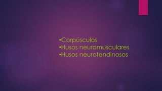 •Corpúsculos
•Husos neuromusculares
•Husos neurotendinosos
 