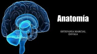 Anatomía
ESTEFANIA MARCIAL
ZAVALA
 