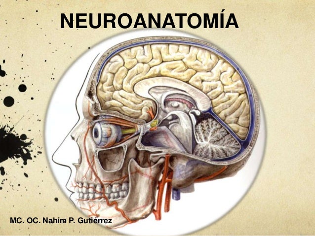 Resultado de imagen para neuroanatomia