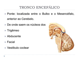 TRONCO ENCEFÁLICO
 Ponte: localizada entre o Bulbo e o Mesencéfalo,
anterior ao Cerebelo.
 De onde saem os núcleos dos n...