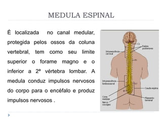 MEDULA ESPINAL
É localizada no canal medular,
protegida pelos ossos da coluna
vertebral, tem como seu limite
superior o fo...