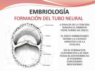 Neuroectodermo Neuroanatomia | PPTX