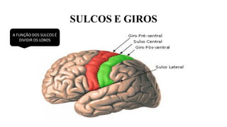 SULCOS E GIROS
A FUNÇÃO DOS SULCOS É
DIVIDIR OS LOBOS
 