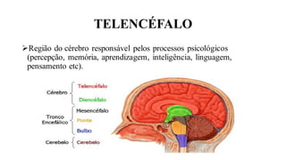 TELENCÉFALO
➢Região do cérebro responsável pelos processos psicológicos
(percepção, memória, aprendizagem, inteligência, linguagem,
pensamento etc).
 