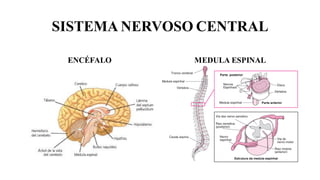 SISTEMA NERVOSO CENTRAL
ENCÉFALO MEDULA ESPINAL
 