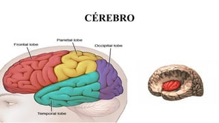 CÉREBRO
 